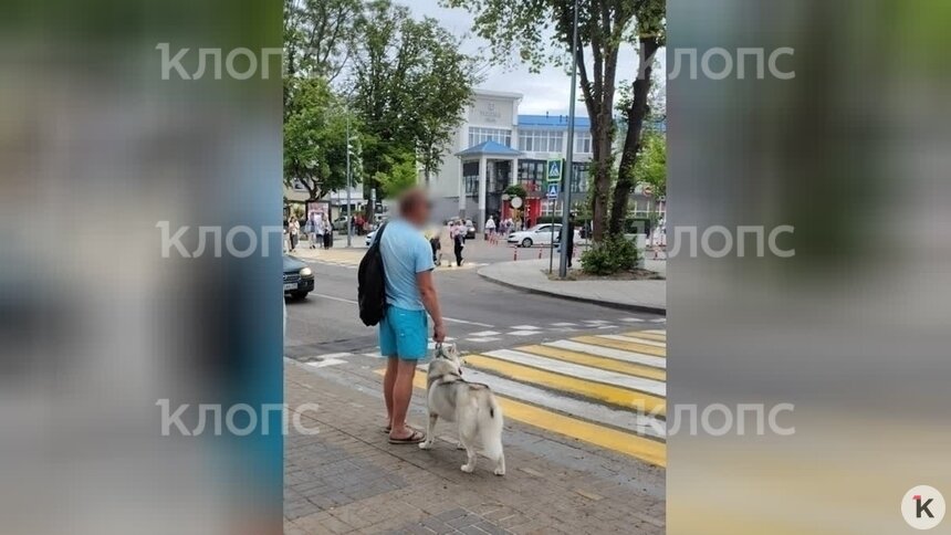 В Зеленоградске обладатель голубых шортов украл хаски, а потом подбросил её в зоомагазин хромой и побитой (фото)   - Новости Калининграда | Фото предоставила Анастасия
