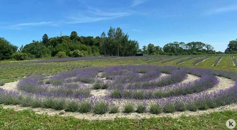 На лавандовом поле в Калининградской области появились новые редкие сорта (фото) - Новости Калининграда | Фото: Иван Прилипин