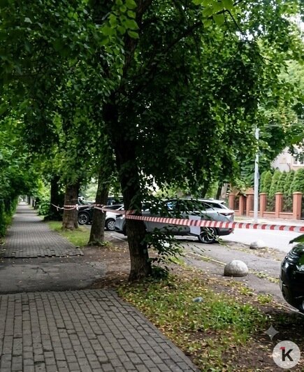 «Воткнут палочки, и будем ждать тени до пенсии»: калининградцы возмущены вырубкой лип на проспекте Победы (видео) - Новости Калининграда | Фото: Марина