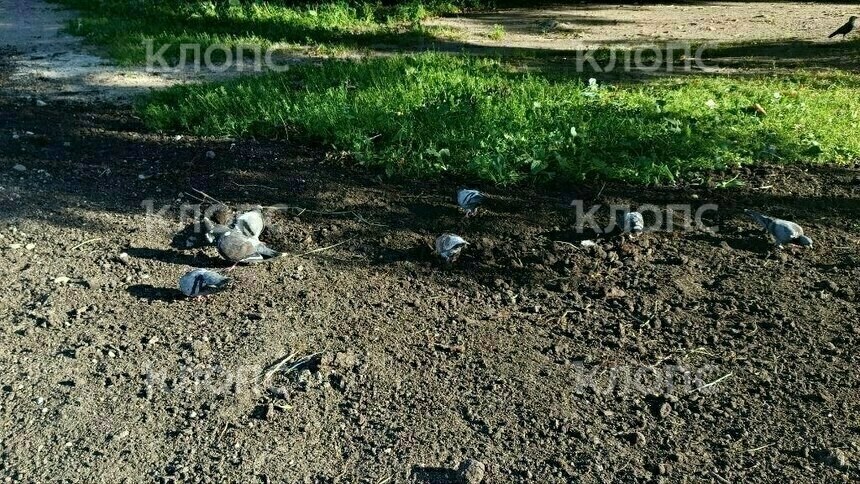 В Калининграде будущий газон на Фрунзе стал бесплатной столовой для голубей (видео) - Новости Калининграда | Фото: «Клопс»