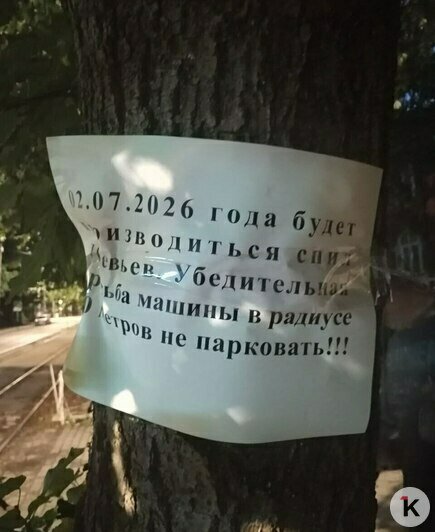 «Воткнут палочки, и будем ждать тени до пенсии»: калининградцы возмущены вырубкой лип на проспекте Победы (видео) - Новости Калининграда | Фото: Марина