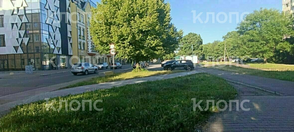 В Калининграде будущий газон на Фрунзе стал бесплатной столовой для голубей (видео) - Новости Калининграда | Фото: «Клопс»