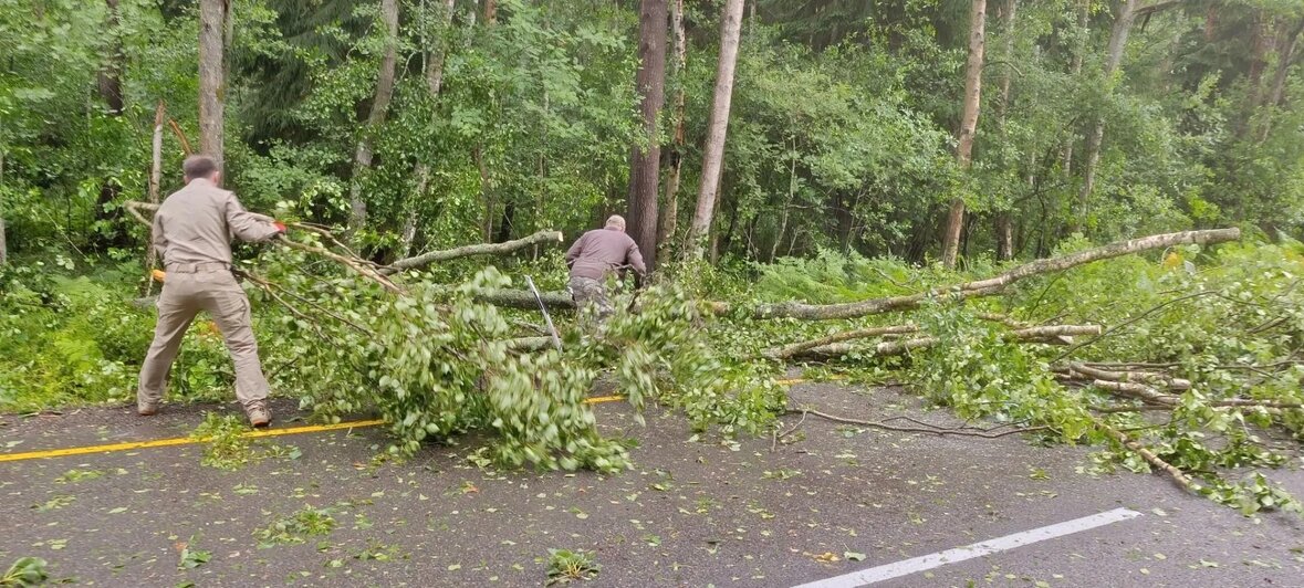 На Куршской косе повалило двадцать деревьев | Фото: группа нацпарка "Куршская коса" в "ВКонтакте"