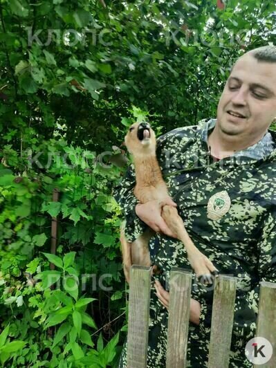 Копытное поймал и увез за город лесничий Евгений Лужковский | Фото: Алла