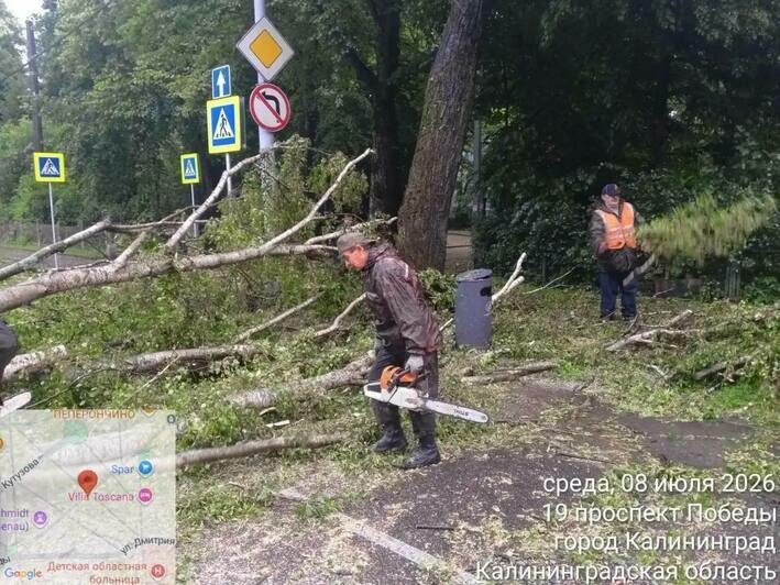 В Калининграде два десятка поваленных деревьев | Фото: тг-канал Елены Дятловой