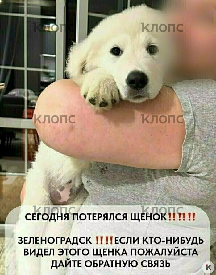 После потери питомца женщина разместила объявления в соцсетях. Щенка нашли на другой день.   | Фото: Альбина