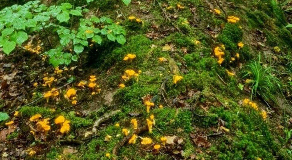В Черняховском округе собирают вёдрами лисички и фотографируют полипорусы - Новости Калининграда | Фото: Николай Смирнов