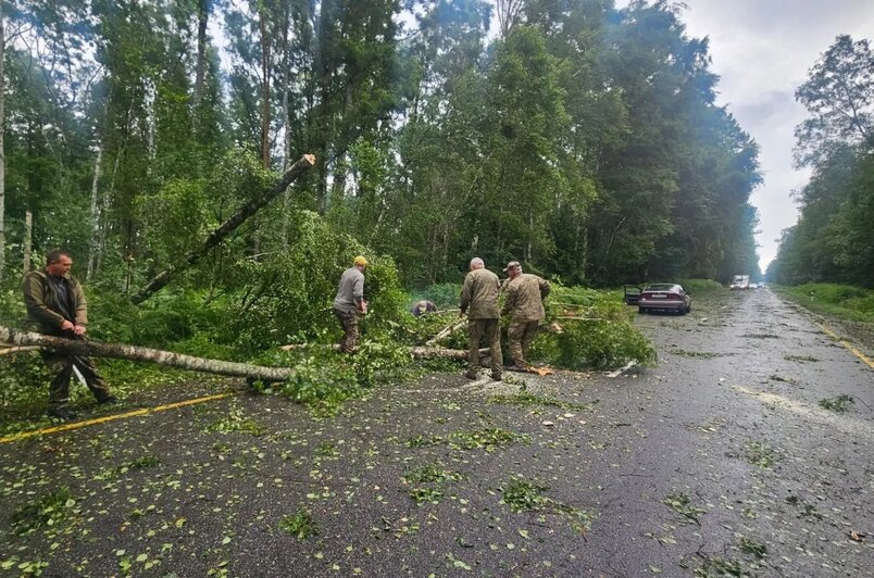 На Куршской косе повалило двадцать деревьев | Фото: группа нацпарка "Куршская коса" в "ВКонтакте"