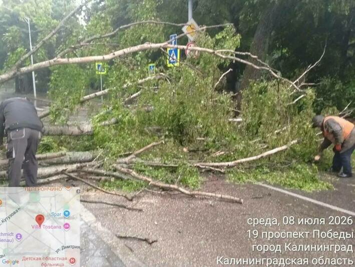 В Калининграде два десятка поваленных деревьев | Фото: тг-канал Елены Дятловой