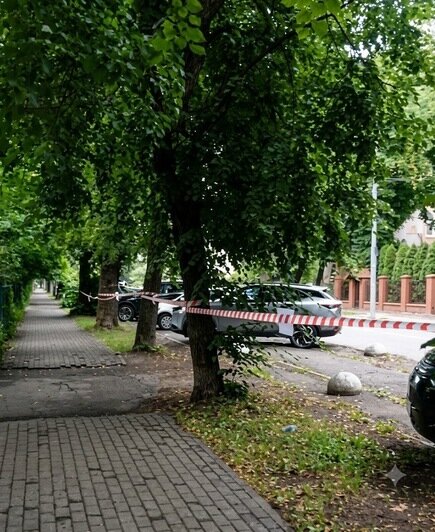Спустя 10 дней — липы на месте, информация о сносе исчезла | Фото: читатель