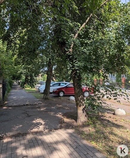 Спустя 10 дней — липы на месте, информация о сносе исчезла | Фото: «Клопс»