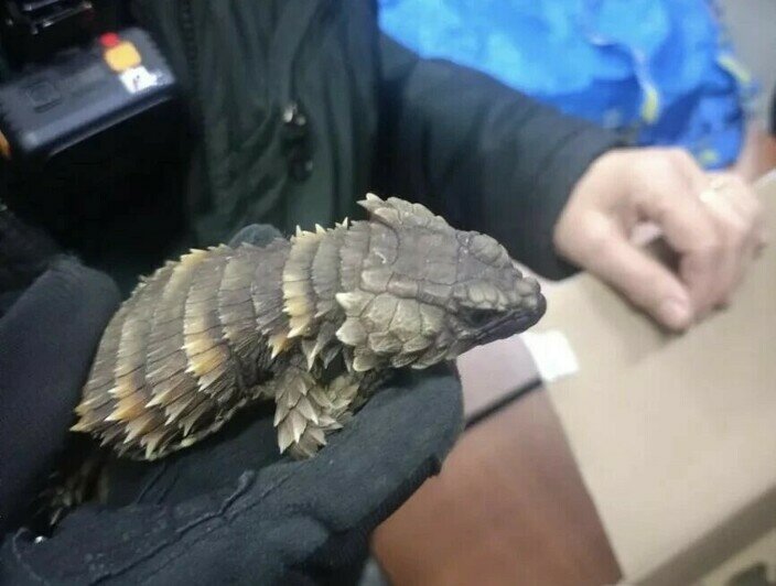 В Польшу из Калининграда пытались вывезти 37 редких ящериц стоимостью свыше 5,5 млн рублей (фото)   - Новости Калининграда | Фото: пресс-служба Федеральной таможенной службы