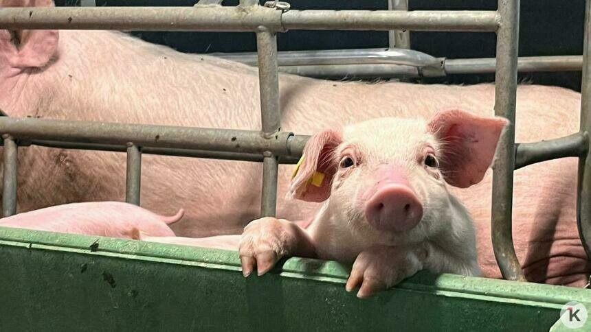В Калининградской области стало больше свиней  - Новости Калининграда | Фото: архив «Клопс»