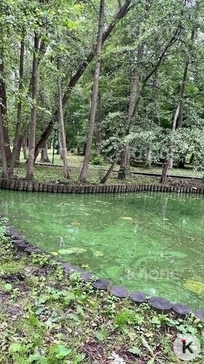 Затянуло мутной тиной: в Зеленоградске пруд Тортилы зацвёл и стал источать сказочное зловоние (фото)  - Новости Калининграда | Фото: Оливия