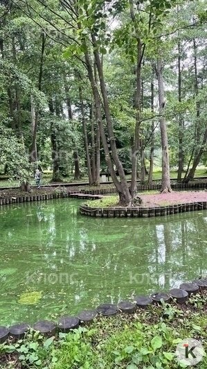 Затянуло мутной тиной: в Зеленоградске пруд Тортилы зацвёл и стал источать сказочное зловоние (фото)  - Новости Калининграда | Фото: Оливия