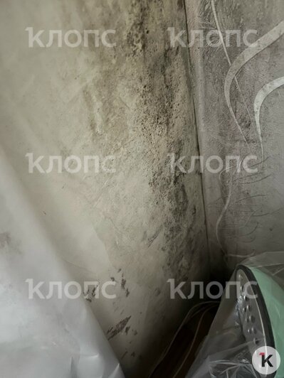 Калининградскую пятиэтажку съедает чёрная плесень, а подвал кишит блохами (фото)  - Новости Калининграда | Фото: Евгения