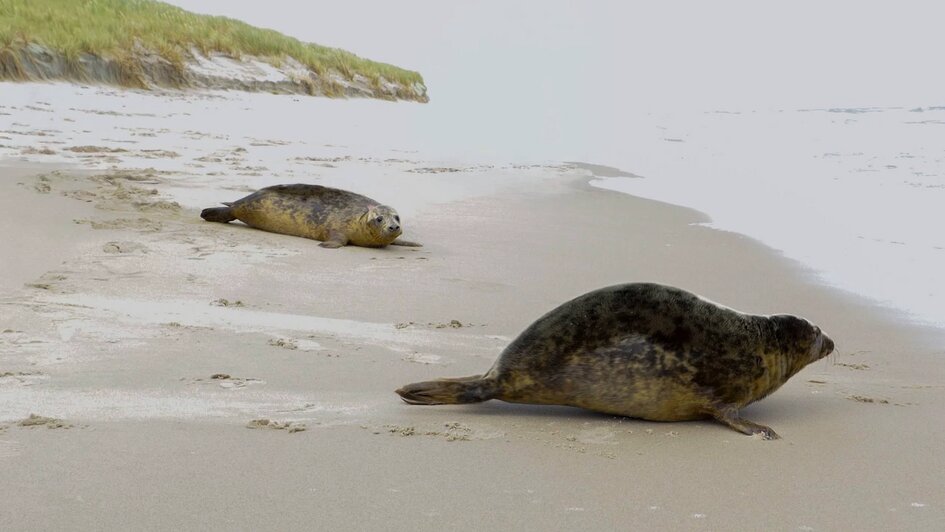 Малыши окрепли и смогли вернуться в море | Фото: страница АНО «Сердце Морей»в «ВКонтакте»