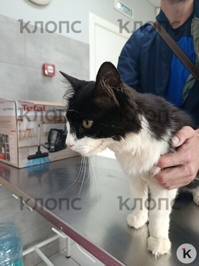 Котика кормили всем двором, а в начале июля он попал в беду  | Фото: Алексей 