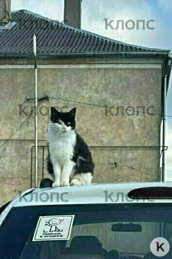 Котика кормили всем двором, а в начале июля он попал в беду  | Фото: Алексей 