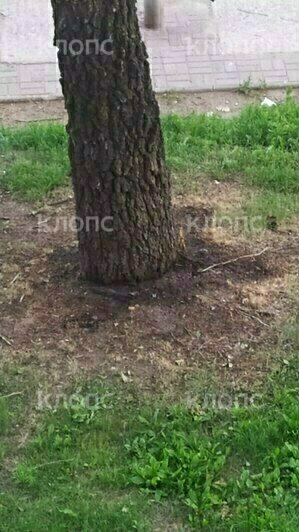 В Гусеве травят великолепную берёзу, но горожане не могут найти управу на злоумышленников (видео)   - Новости Калининграда | Фото: очевидец