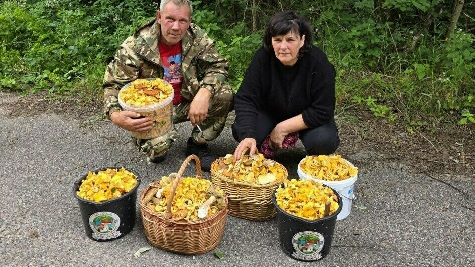 Руки уставали нести: в лесах Озёрского и Краснознаменского района собирают рекордные урожаи белых грибов (фото) - Новости Калининграда | Фото: Николай Смирнов