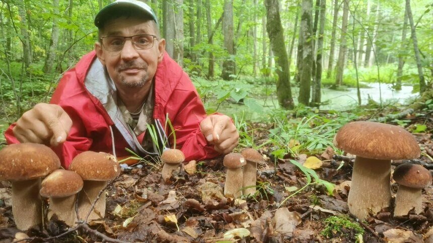 Руки уставали нести: в лесах Озёрского и Краснознаменского района собирают рекордные урожаи белых грибов (фото) - Новости Калининграда | Фото: Николай Смирнов