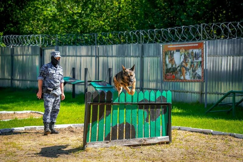 Бумер не стал бы спорить с котами из-за голубей: бельгийскую овчарку из Калининграда признали лучшей на Северо-Западе - Новости Калининграда | Фото: пресс-служба Росгвардии по Калининградской области