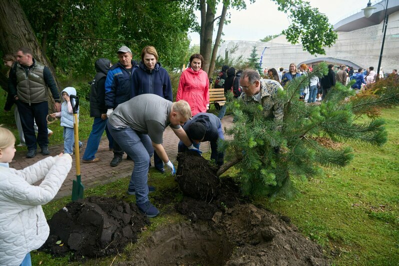 В Светлогорске в парке у «Янтарь-холла» высадили магнолии, гортензии, рододендроны и сосны (фото) - Новости Калининграда | Фото: Евгений Гладков