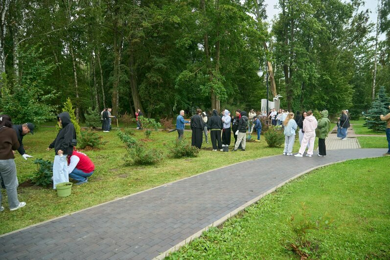 В Светлогорске в парке у «Янтарь-холла» высадили магнолии, гортензии, рододендроны и сосны (фото) - Новости Калининграда | Фото: Евгений Гладков
