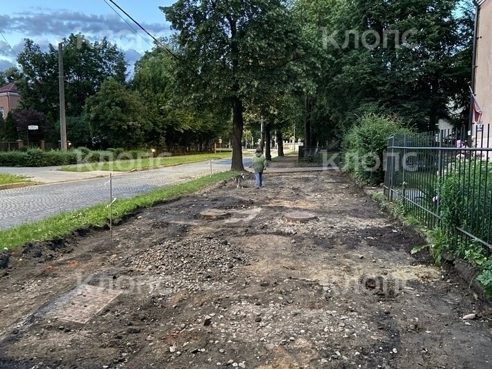 В Калининграде на проспекте Победы возобновили ремонт тротуара: жители опасаются за судьбу деревьев (фото)    - Новости Калининграда | Фото: очевидец