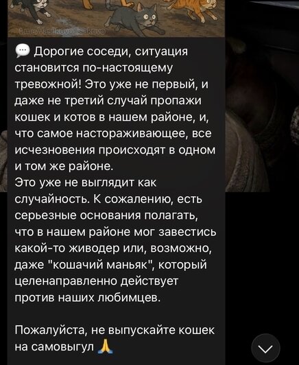 В двух посёлках под Калининградом таинственно исчезло больше десяти домашних котов - Новости Калининграда | Фото: скриншоты местных пабликов