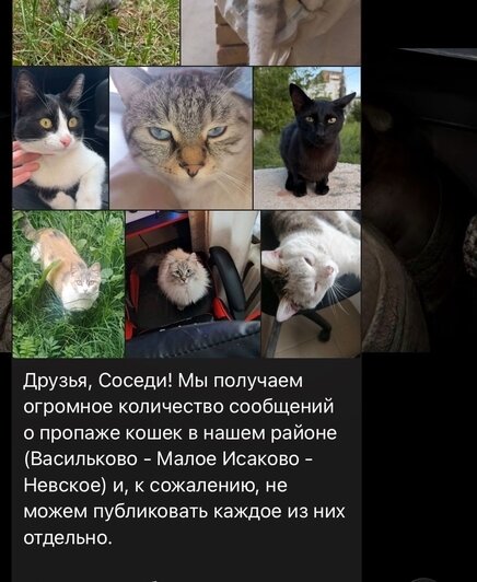 В двух посёлках под Калининградом таинственно исчезло больше десяти домашних котов - Новости Калининграда | Фото: скриншоты местных пабликов