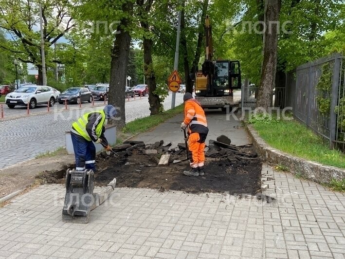 В Калининграде на проспекте Победы возобновили ремонт тротуара: жители опасаются за судьбу деревьев (фото)    - Новости Калининграда | Фото: очевидец