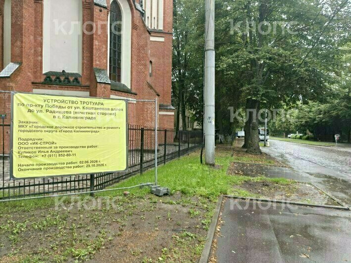 В Калининграде на проспекте Победы возобновили ремонт тротуара: жители опасаются за судьбу деревьев (фото)    - Новости Калининграда | Фото: очевидец