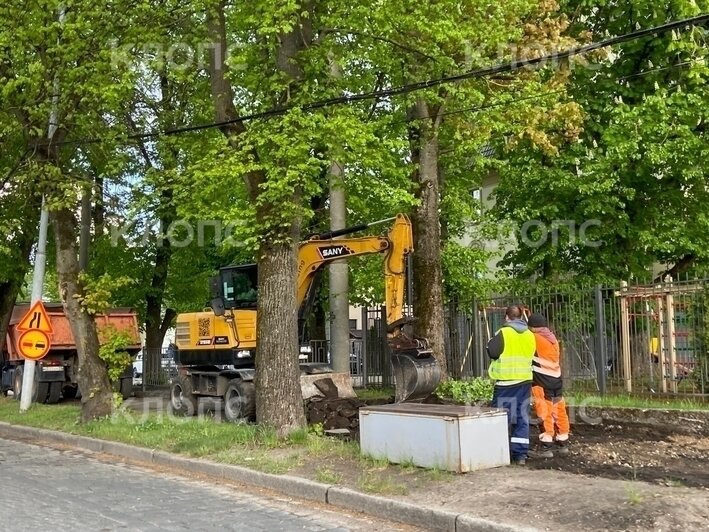 В Калининграде на проспекте Победы возобновили ремонт тротуара: жители опасаются за судьбу деревьев (фото)    - Новости Калининграда | Фото: очевидец
