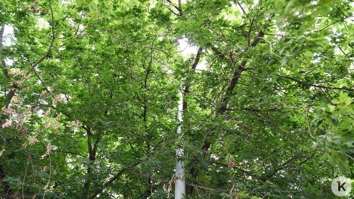 Что получилось и что не так на обновлённой улице Галицкого: фоторепортаж - Новости Калининграда | Фото: Александр Подгорчук / «Клопс»