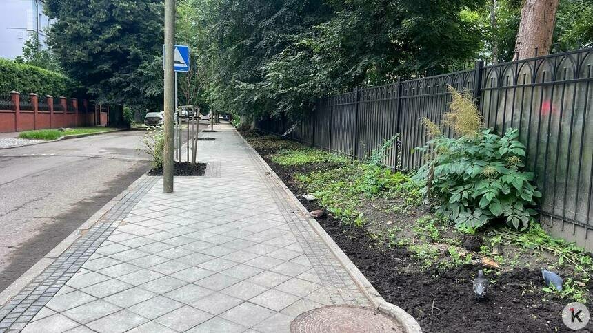 Мэрия вынуждена судиться, чтобы прорубить тротуар к детскому саду на Литовском валу - Новости Калининграда | Фото: «Клопс»