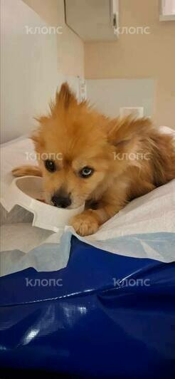 Благодаря читателям «Клопс» удалось погасить долг за лечение шпица Тоси, которая борется за жизнь после неудачного кесарева  - Новости Калининграда | Фото: Владлена Филипская