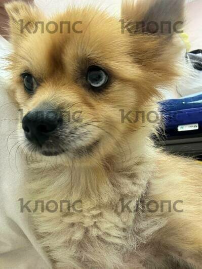 Благодаря читателям «Клопс» удалось погасить долг за лечение шпица Тоси, которая борется за жизнь после неудачного кесарева  - Новости Калининграда | Фото: Владлена Филипская