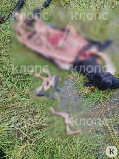 Им сверху видно всё: под Неманом семья белохвостых орланов напала на стадо овец (фото)   - Новости Калининграда | Фото: «Клопс»