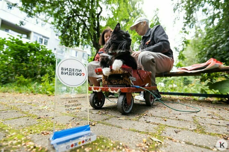Васенькин променад, или что может знаменитый кот с улицы Багратиона (фоторепортаж)   - Новости Калининграда | Фото: Александр Подгорчук / «Клопс»