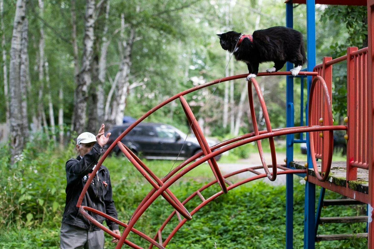 Васенькин променад, или что может знаменитый кот с улицы Багратиона (фоторепортаж)   - Новости Калининграда | Фото: Александр Подгорчук / «Клопс»