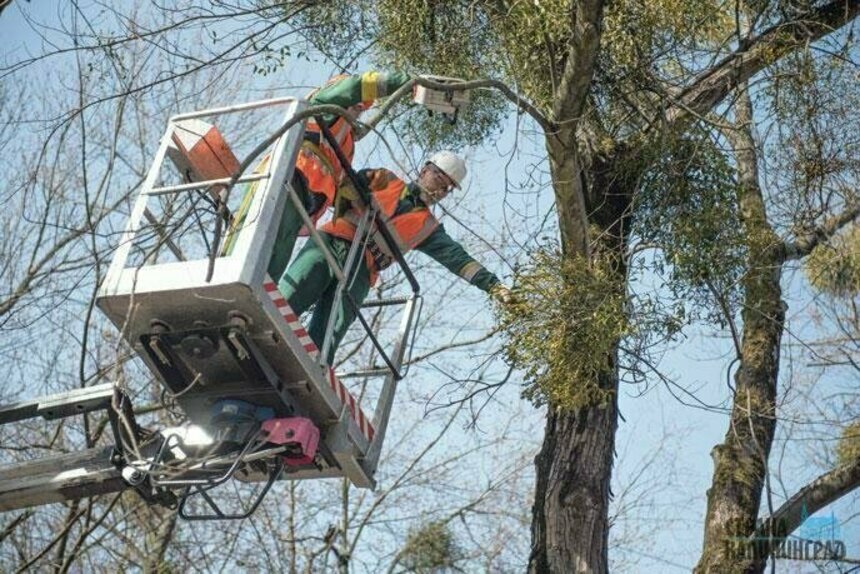 Обрезка деревьев без разрешения запрещена | Фото: архив «СК»