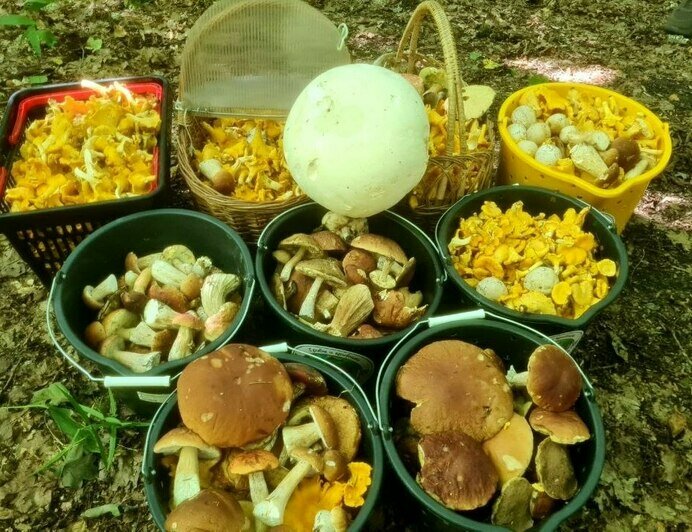 Трёхкилограммовый гриб, из которого можно жарить стейки, нашли в Нестеровском округе (видео) - Новости Калининграда | Фото: Николай Смирнов