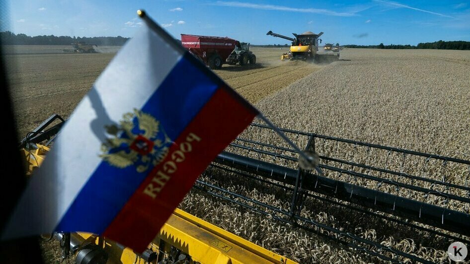 Успеть до росы: как в поле под Гвардейском убирают хлеб (фоторепортаж)  - Новости Калининграда | Фото: Александр Подгорчук / «Клопс»