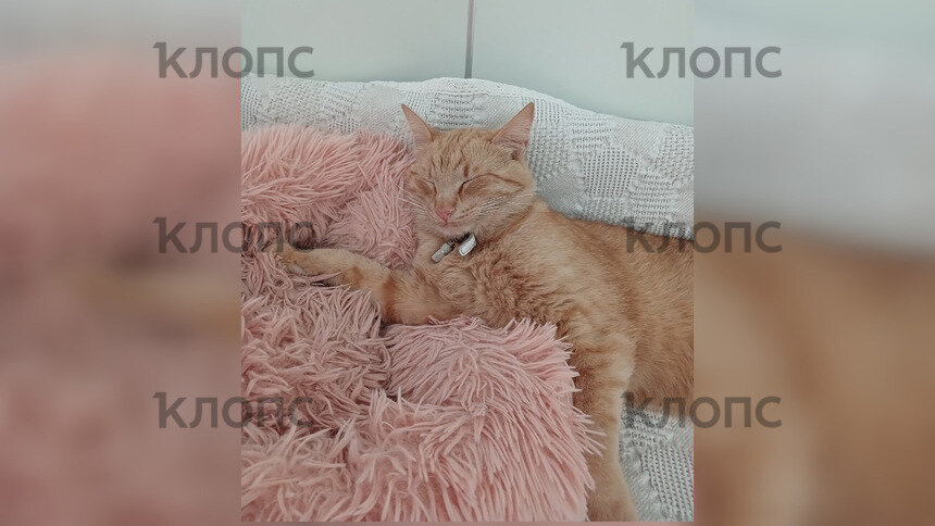 В Зеленоградске ищут котика-путешественника по имени Чубайс (фото) - Новости Калининграда | Фото: предоставила Наталка