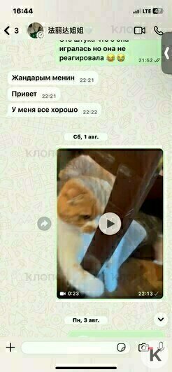 Последние сообщения отправленные сестрой, Нуркыз снимала на видео питомцев и отправляла сестре | Скриншоты переписки с родными 