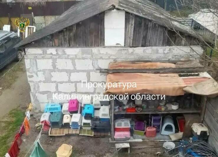 В Калининграде женщина сняла на Ангарской дом и поселила там больше 30 животных (фото) - Новости Калининграда | Фото: канал прокуратуры Калининградской области / Телеграм