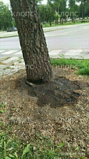 В Гусеве продолжают травить берёзу, горожане уже опасаются за своё здоровье (фото)   - Новости Калининграда | Фото: очевидец