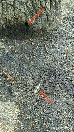 В Гусеве продолжают травить берёзу, горожане уже опасаются за своё здоровье (фото)   - Новости Калининграда | Фото: очевидец
